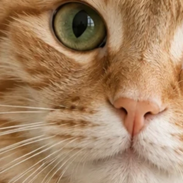 Close-up of the cat's face in the photo